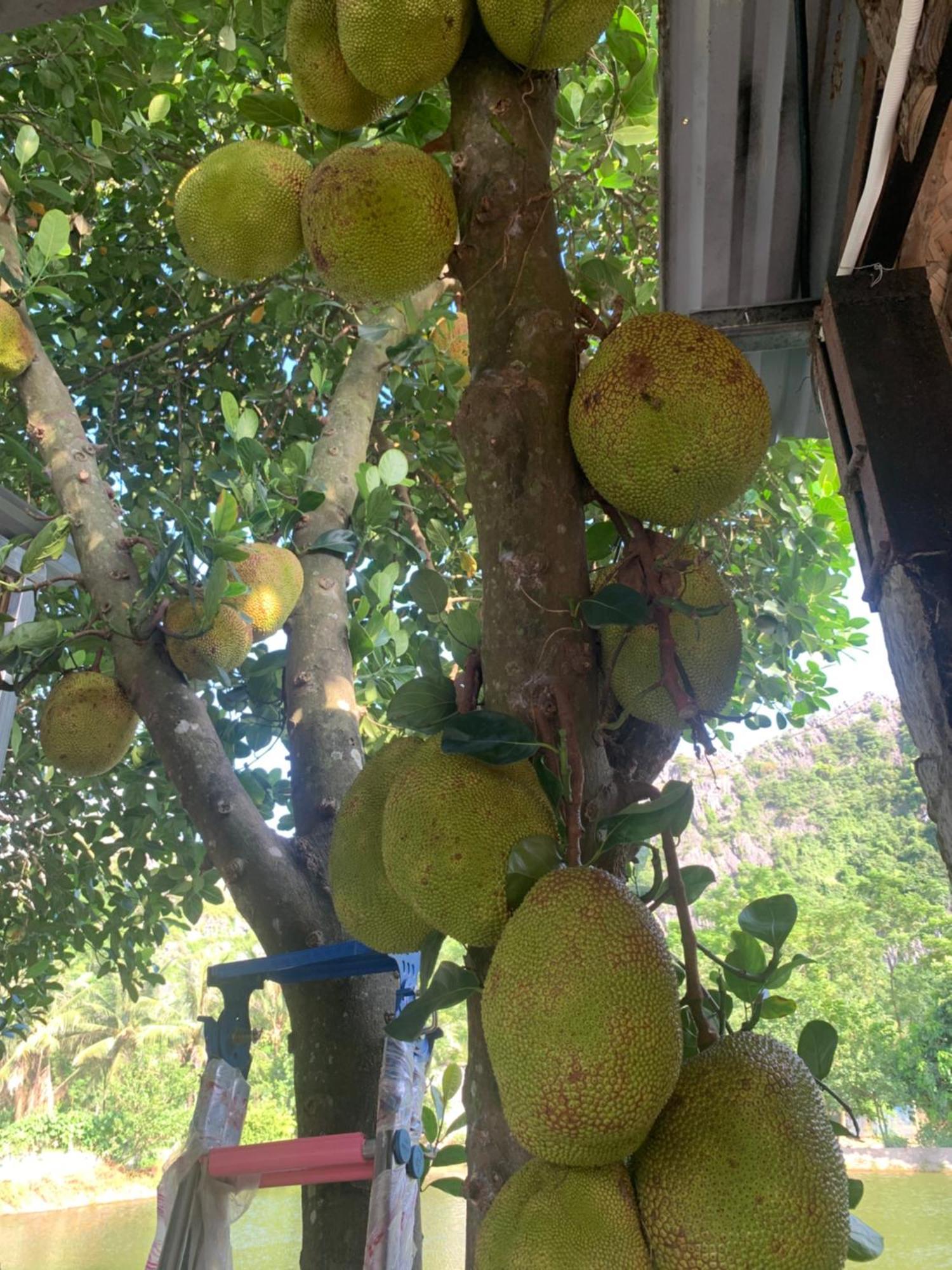 Peaceful Refuge Homestay Νιν Μπιν Εξωτερικό φωτογραφία